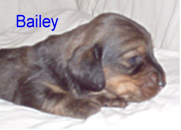 BAILEY/bailey.JPG